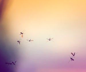 Von Mücken übertragen: West-Nil-Fieber breitet sich weiter in Deutschland aus!