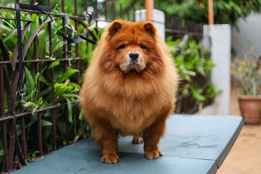 Ein closeup shot eines Chow Chows, der im Garten steht und in die Kamera schaut.