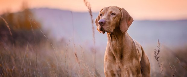 7 Dinge, die jeder Hund hasst