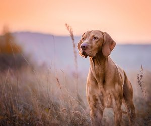 7 Dinge, die jeder Hund hasst