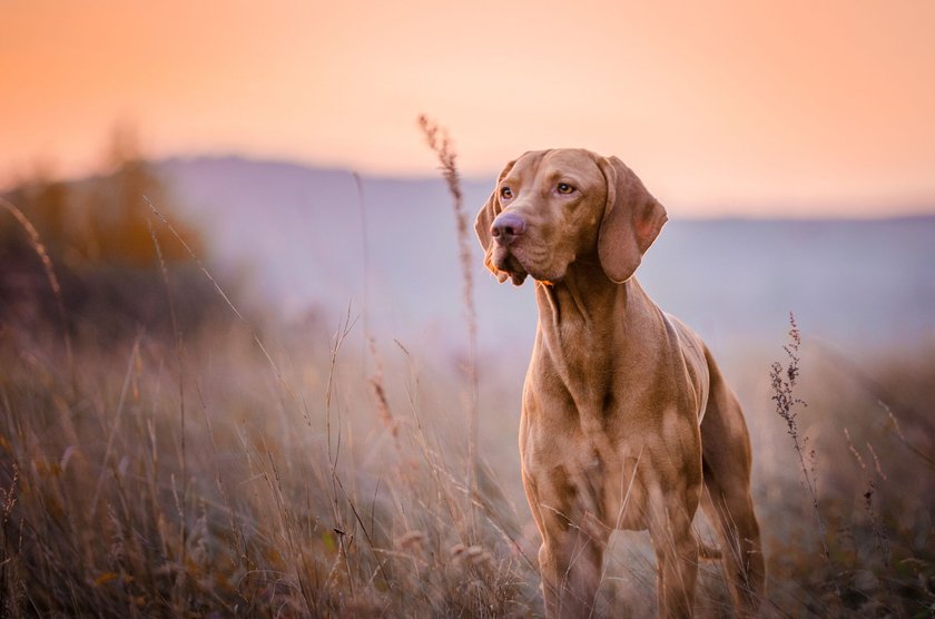 Dinge, die Hunde nicht mögen