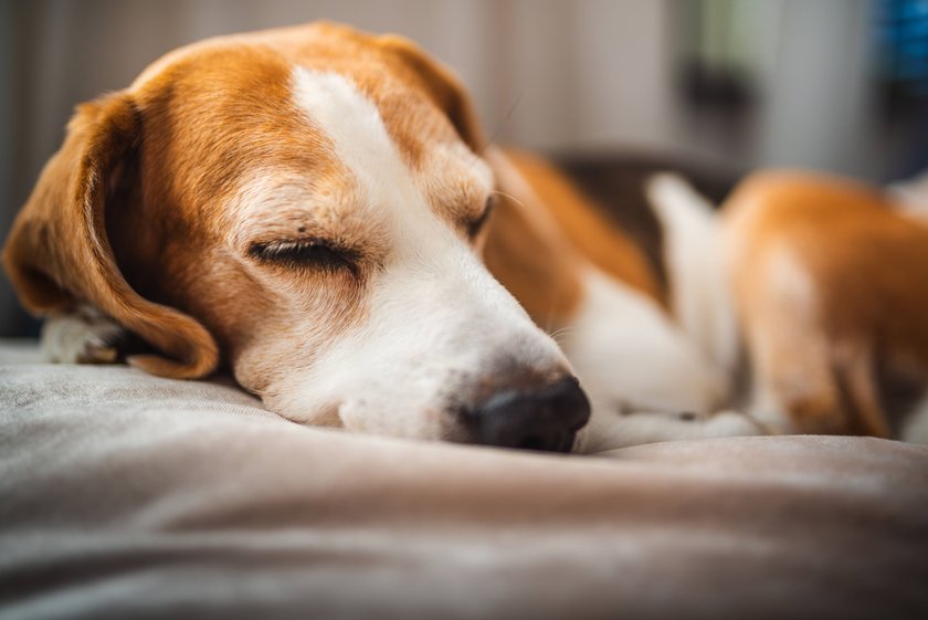 Ein erwachsener Hund entspannt auf dem Sofa