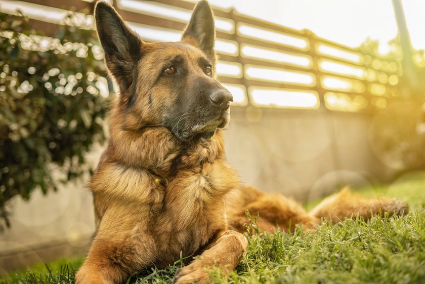 Deutscher Schäferhund