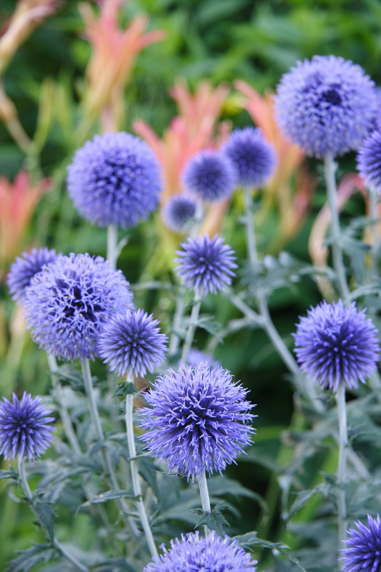 Kugeldistel Kugeldistel