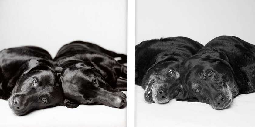 Labrador-Pärchen Maddie und Elle im Vergleich