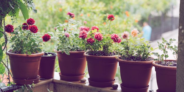 Mit diesem praktischen Amazon-Teil passen mehr Pflanzen auf deinen Balkon 