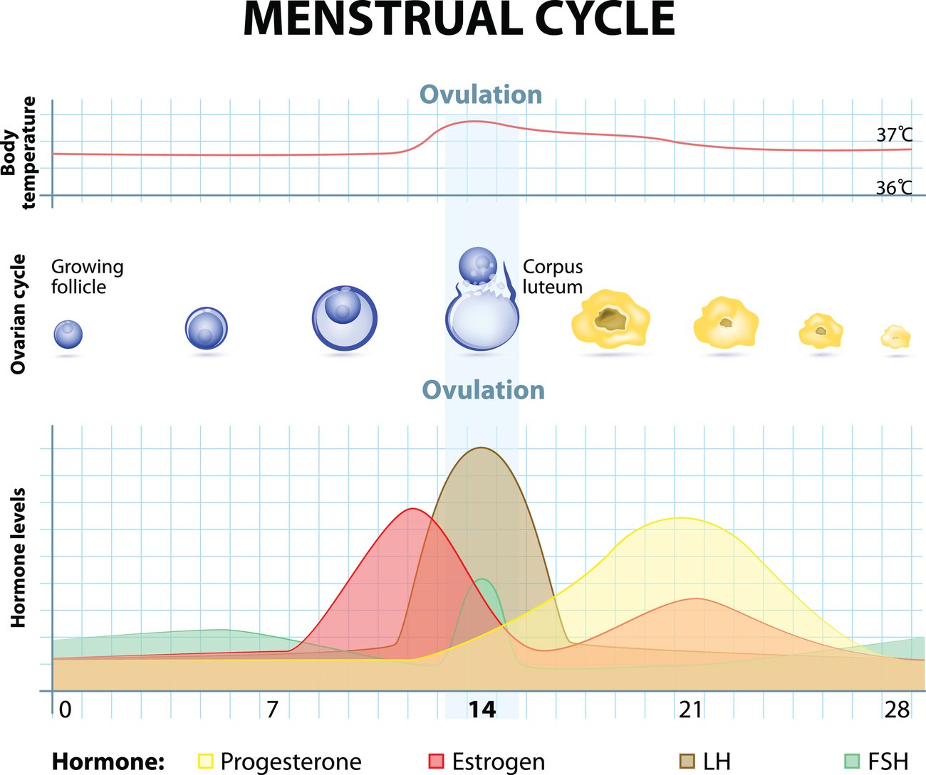 Eisprung Ovulation Eisprung Ovulation