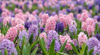 Hyazinthe Bedeutung: Welche Symbolik hat die schöne Frühlingsblume?