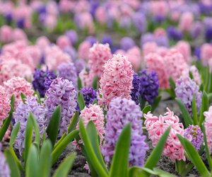 Hyazinthe Bedeutung: Welche Symbolik hat die schöne Frühlingsblume?