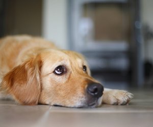 Spaßvögel auf vier Pfoten: Diese Hunde sind so richtig frech