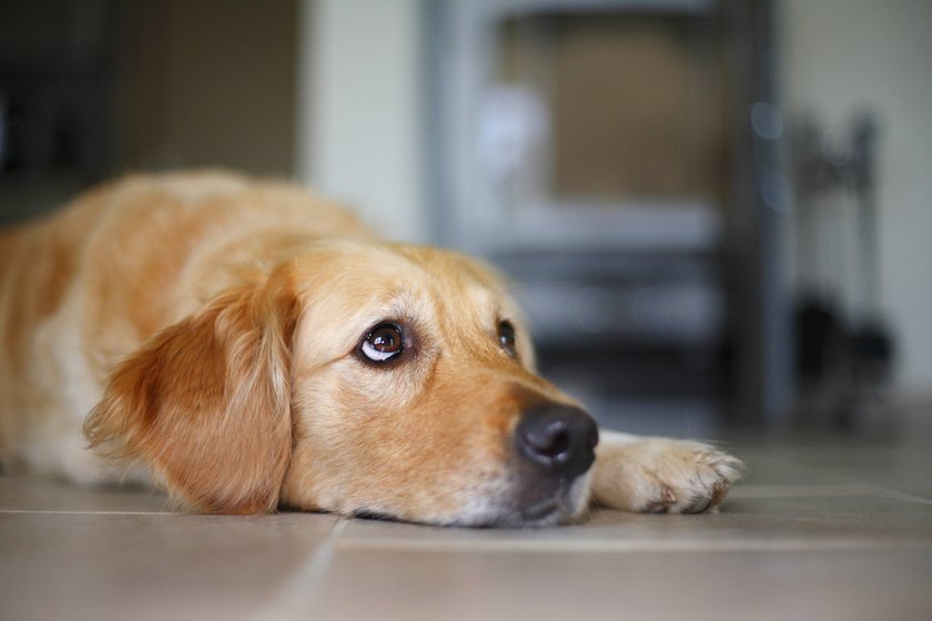 Golden Retriever Hund