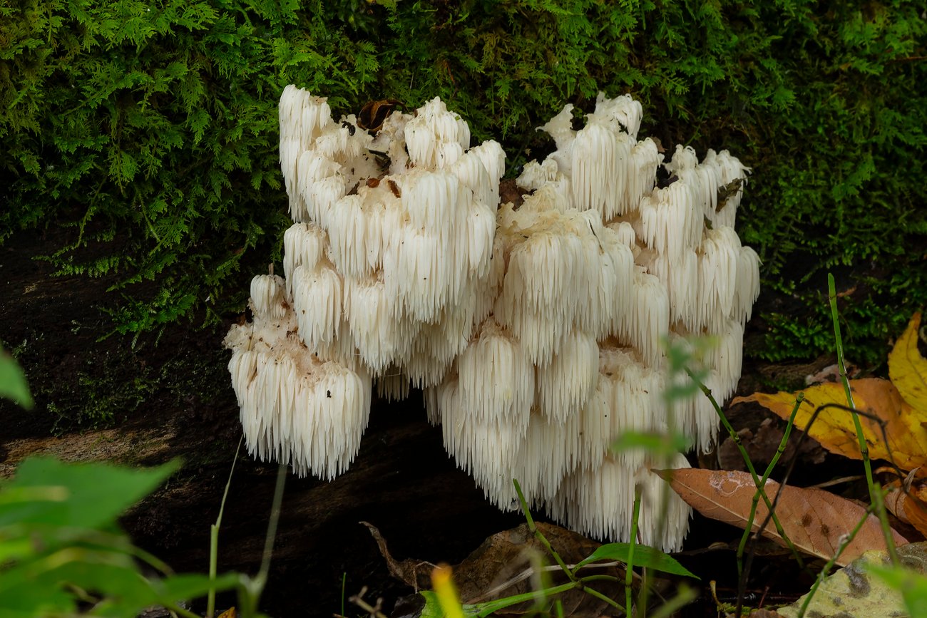 lion's mane Heilpilz lion's mane Heilpilz