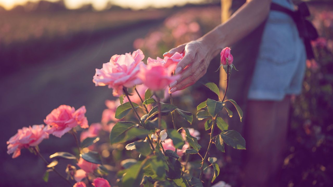frau an einem rosenstrauch