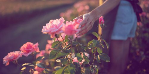 Diesen simplen Trick musst du im Juli anwenden, damit deine Rosen länger blühen (am besten direkt am Wochenende!)
