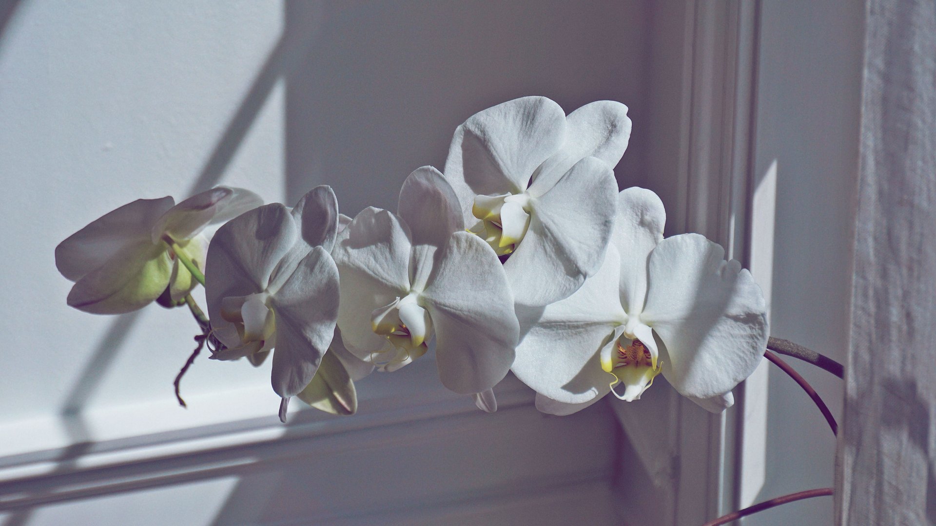 3-Methoden-mit-denen-du-deine-Orchideen-vermehren-kannst