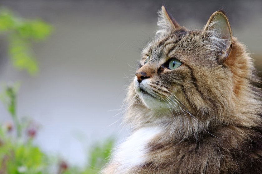 Norwegische Waldkatze