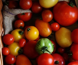 Tomaten und Kalorien: Was steckt alles in der roten Frucht?