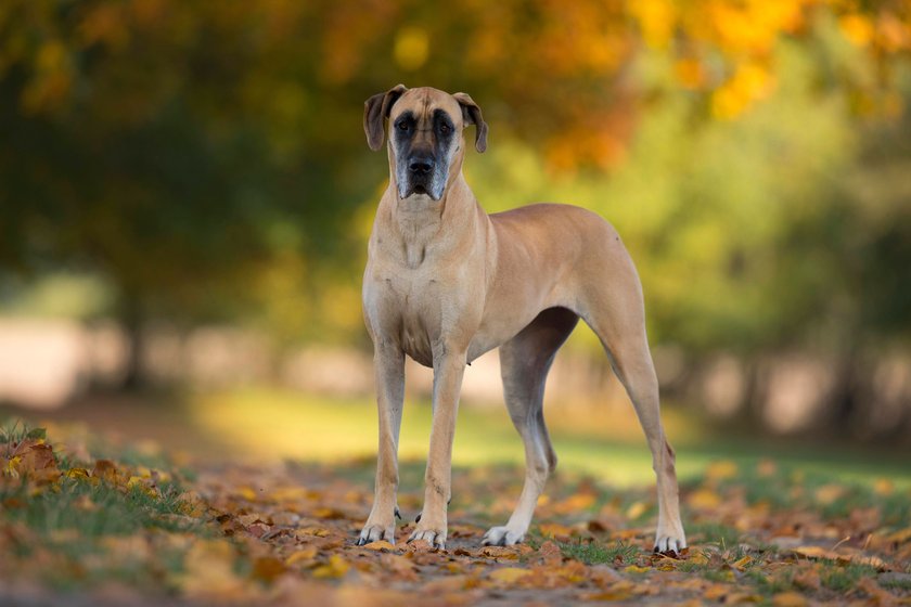 Eine Deutsche Dogge schaut in die Kamera.