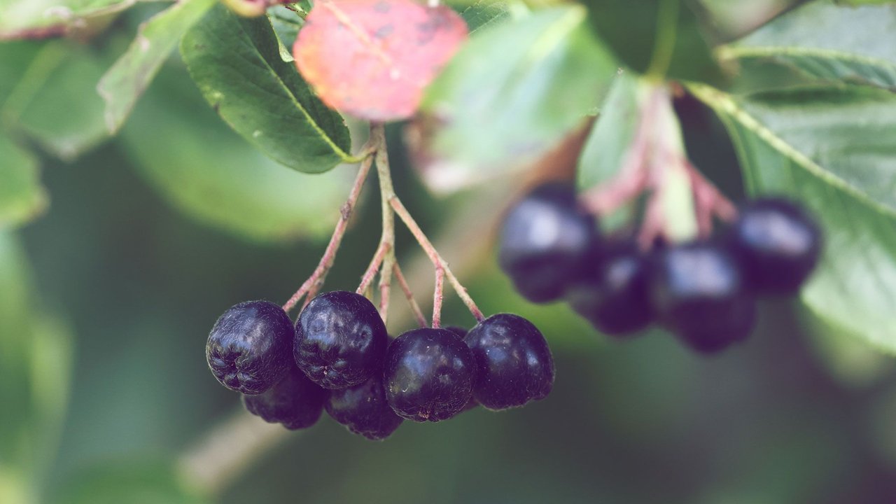 aronia beeren