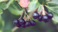 „Schwarzes Gold“: Dieses heimische Superfood soll eine Geheimwaffe beim Abnehmen sein