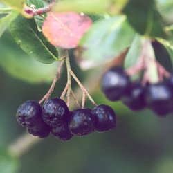 „Schwarzes Gold“: Dieses heimische Superfood soll eine Geheimwaffe beim Abnehmen sein