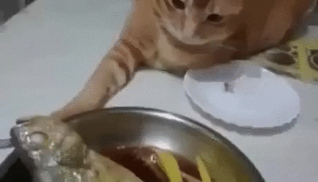 Katze Fisch Katze Fisch