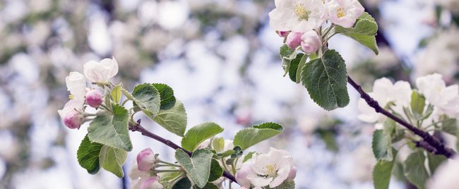 Welche Blüten sind essbar? Wir zeigen dir eine Auswahl