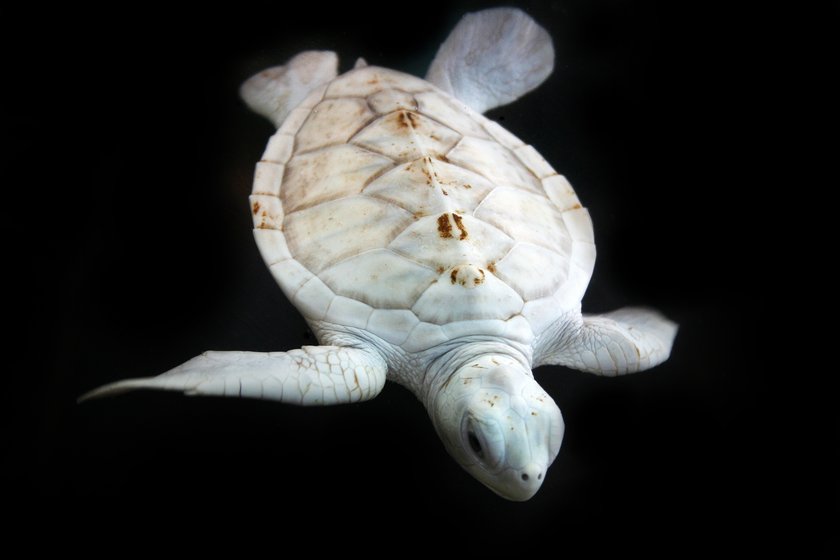 Albino-Schildkröte