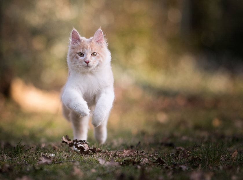 Maine Coon