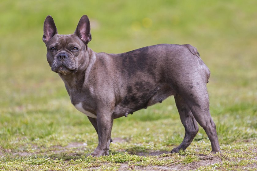 Französische Bulldogge steht auf einer Wiese und guckt in die Kamera.