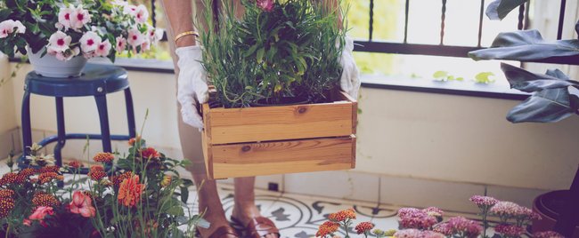 Ideale Zeit: Diese Blumen verwandeln deinen Balkon jetzt in ein Sommerparadies 