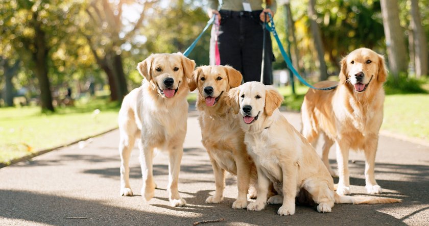 Vier Hunde werden an der Leine durch einen Park geführt.