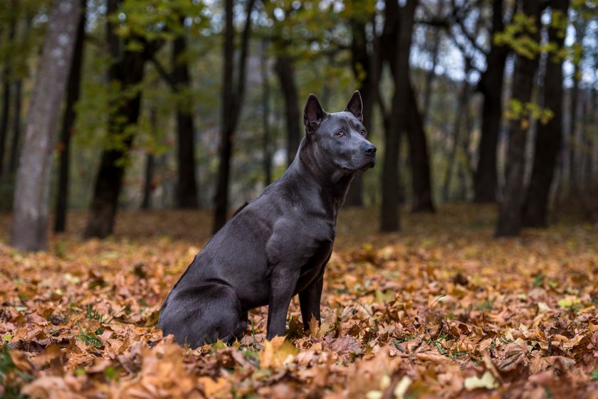 Ein Thai Ridgeback sitzt vor einem Wald im Laub.