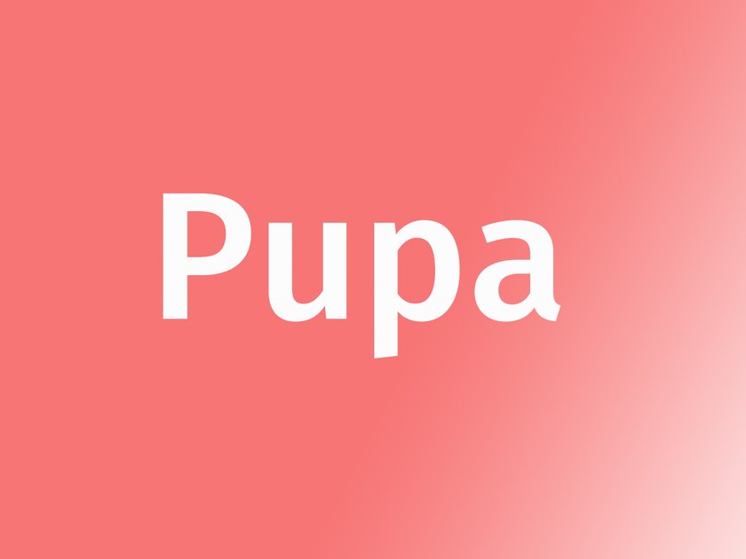 Name Pupa