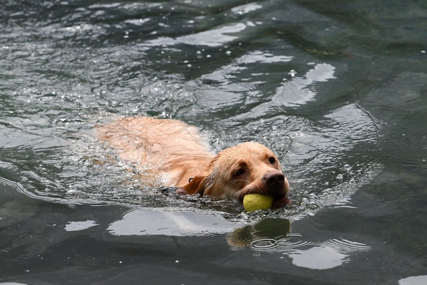 Ein Hund spielt im Eibsee.
