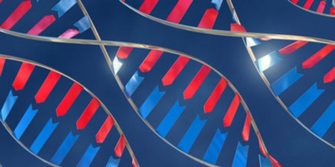 Genkomplexe schalten wichtige Hormone frei. Genkomplexe schalten wichtige Hormone frei.