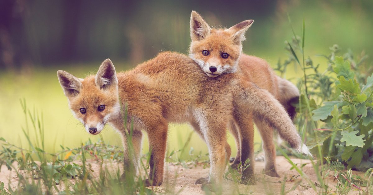 Fuchs Als Haustier