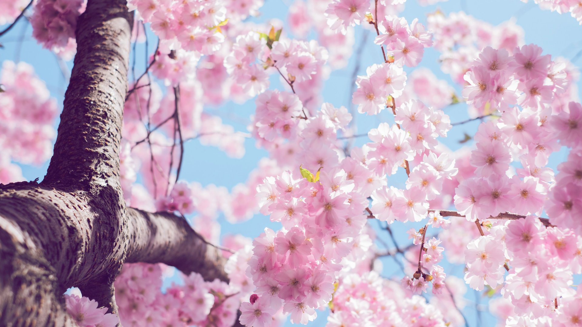 Nach Schnee und Sturm Kehrt jetzt endlich der Frühling zurück?