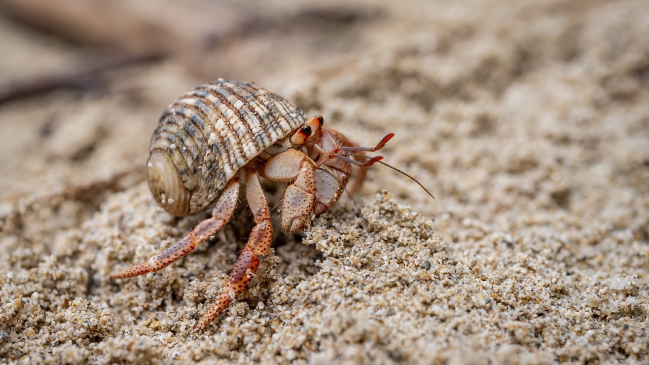 Ein Krebs am Strand – Ausdruck von Freiheit und Wandel