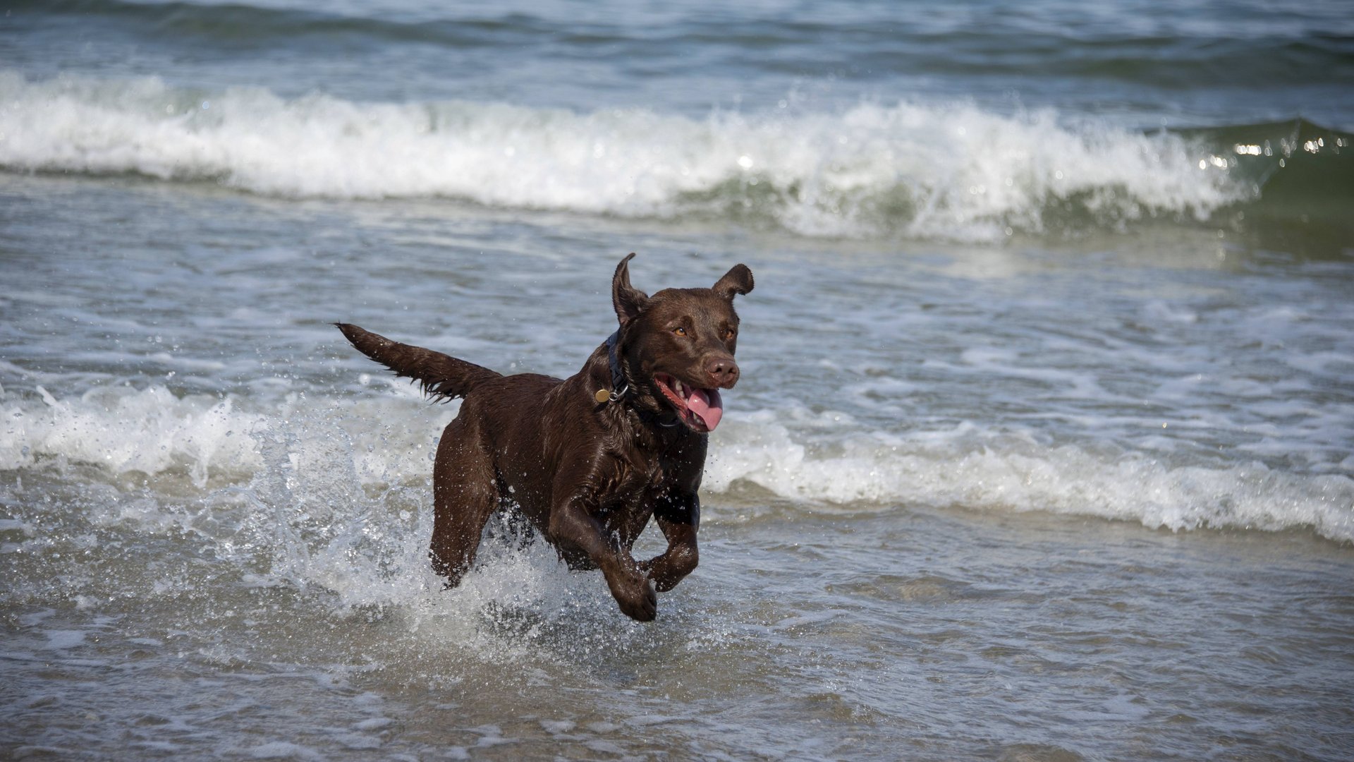 Wandern-mit-Hund-in-Mecklenburg-Vorpommern-Die-f-nf-sch-nsten-Routen