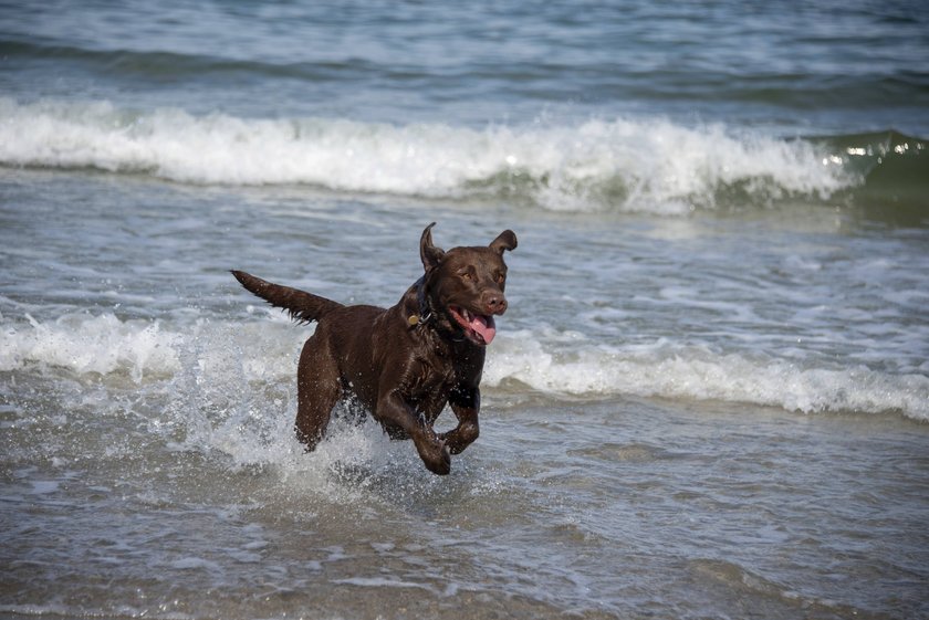 Hund bei Wustrow, Mecklenburg-Vorpommern