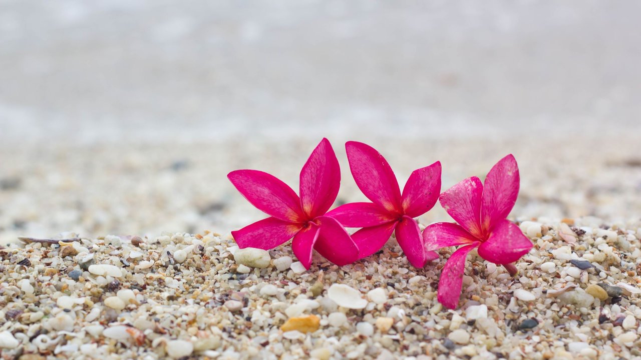 Pink plumeria on sand, flower on the beach