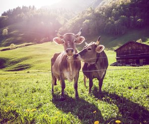11 bekannte Bauernregeln, an denen wirklich etwas dran ist