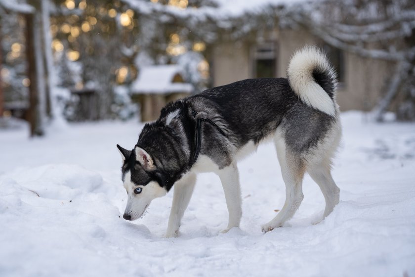 Sibierischer Husky