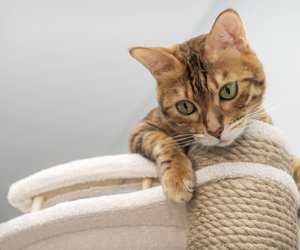 Dass deine Katze hohe Plätze bevorzugt, hat diese besonderen Gründe