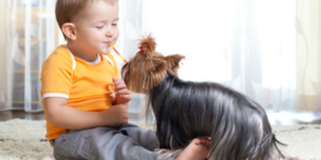 Junge spielt mit kleinem Hund Junge spielt mit kleinem Hund