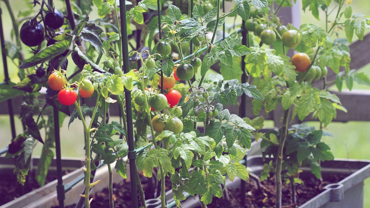 Dünger für Obst und Gemüse 