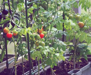Mit diesen Düngemitteln schmecken Früchte und Gemüse besonders aromatisch