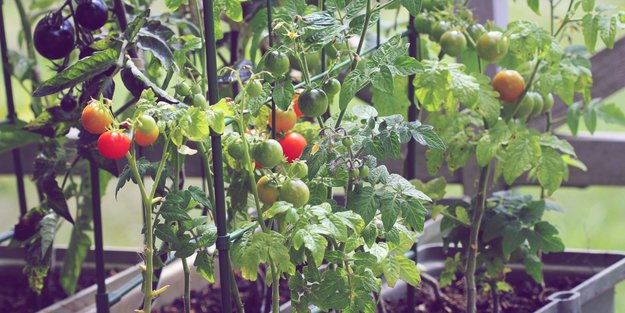 Mit diesen Düngemitteln schmecken deine Früchte und dein Gemüse besonders aromatisch