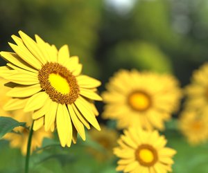 Blüten und Sandelholz: Dieser blumige Rossmann-Duft verströmt Unbeschwertheit